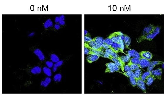 Immunocytochemical staining of pMAPK in HEK293 cells