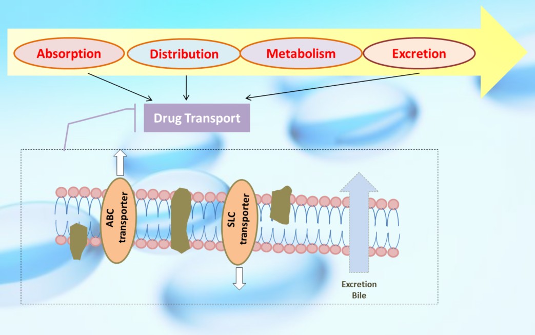 Drug Transporters