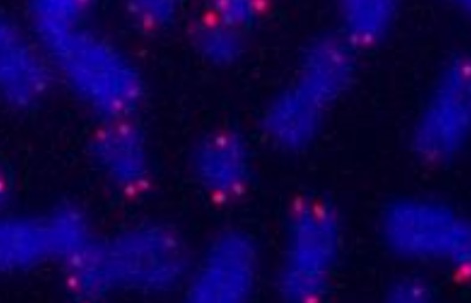 FISH-Protocol-for-Metaphase-Chromosomes-3