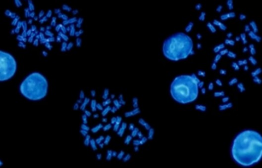 FISH-Protocol-for-Transgene-Mapping-on-G-Banded-Mouse-Chromosomesome-3