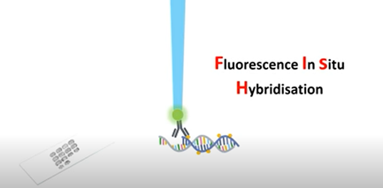 Scheme of the principle of the FISH experiment to localize a gene in the nucleus.