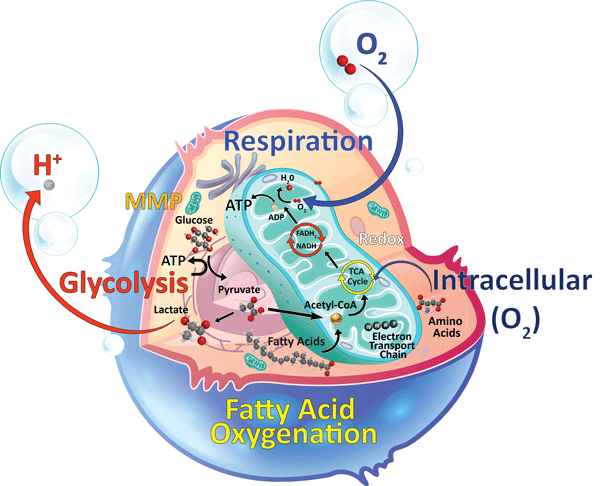 Fatty Acid Oxidation Assay