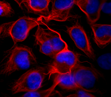 Fluorescent Cellular Staining Dyes & Ion Probes & Ion Probes