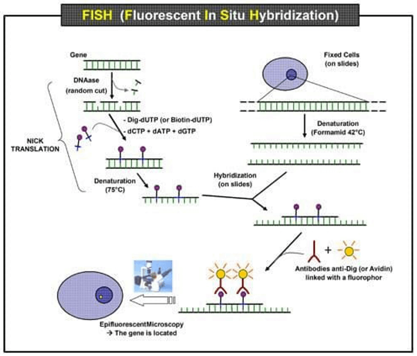 Scheme of the principle of the FISH experiment to localize a gene in the nucleus.