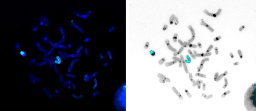 Human chromosome X paint Probe