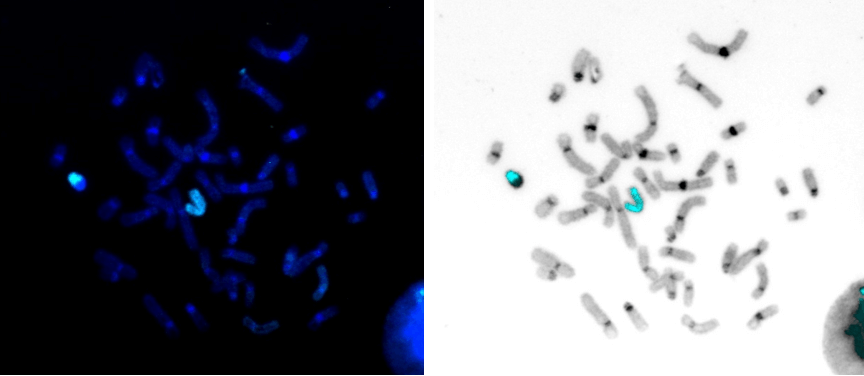 Human chromosome X paint Probe