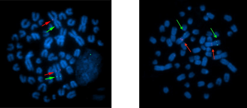 Sheep Specific Gene Probe
