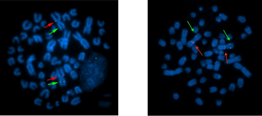 Sheep Specific Gene Probe