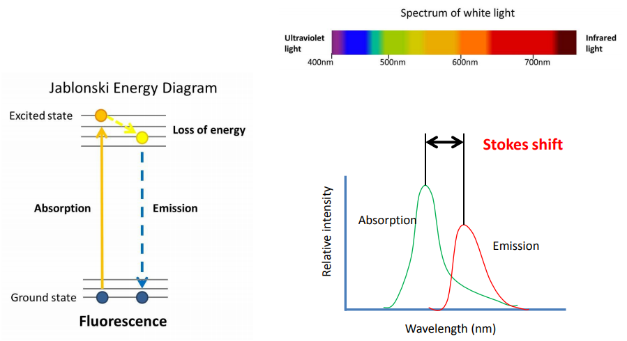 Fluorochromes in Flow Cytometry