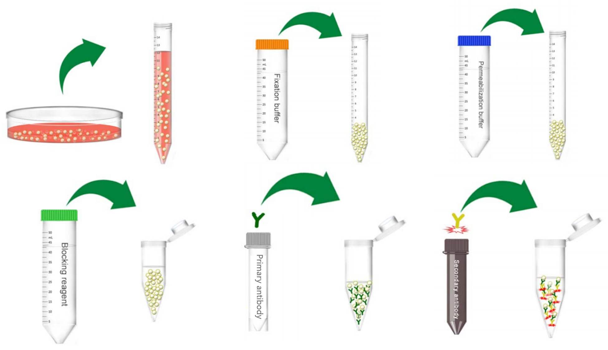 General Immunostaining Procedure for Intracellular Antigens