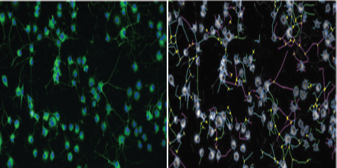 High content images for neurite outgrowth in Neuroscreen-1 cells.