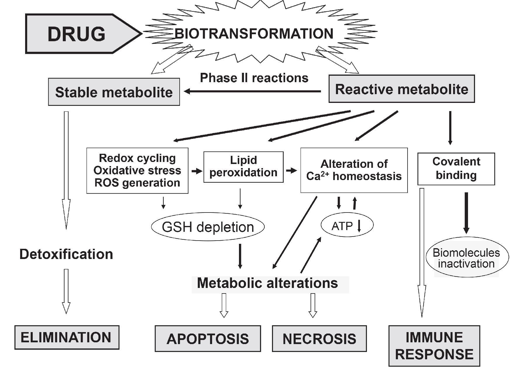 Molecular events leading to drug-induced liver cell damage and death