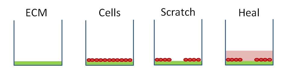 Basic steps involved in a wound healing assay