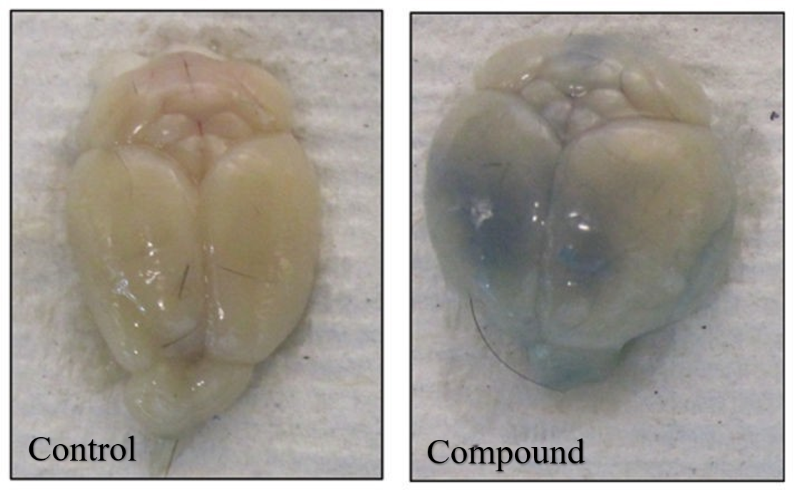 In Vivo Blood-Brain-Barrier Assay