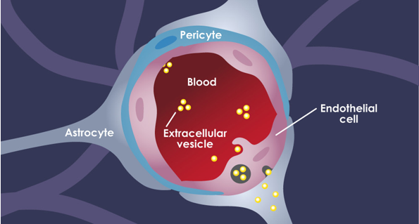 In vitro Blood-Brain Barrier Assay Service