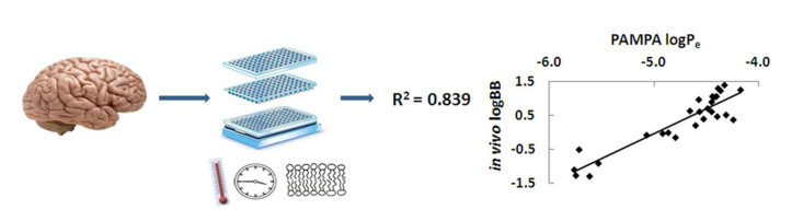 In vitro Blood-Brain Barrier Assay Service