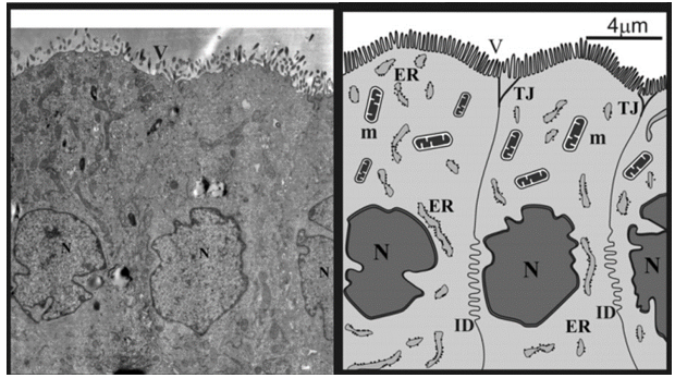 In vitro Blood-Brain Barrier Assay Service