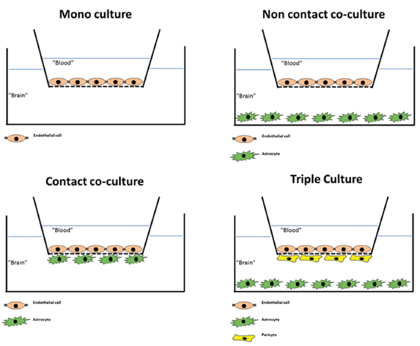 In vitro Blood-Brain Barrier Assay Service