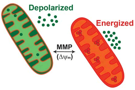 JC-1 Mitochondrial Membrane Potential Assay