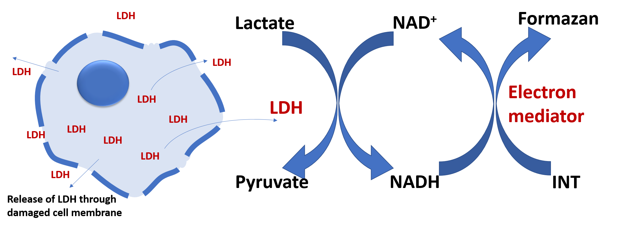 LDH Cytotoxicity Assay