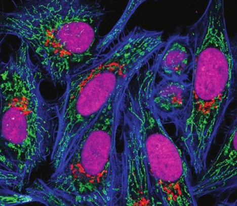 Live Cell Imaging Dyes