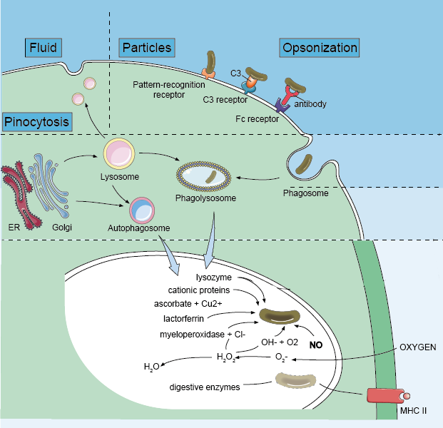 Macrophage Phagocytosis Assay