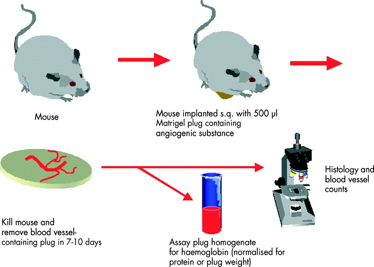 Schematic diagram of the matrigel plug angiogenesis assay