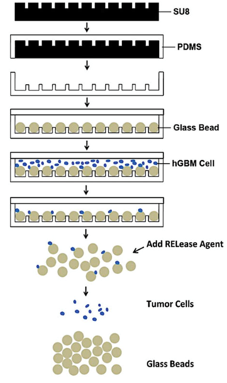 Scheme of fabrication and application of Hele-Shaw microfluidic device. SU-8 photoresist is spin-cast on silicon wafer, exposed and wells are developed to form the desired pattern. PDMS is poured on SU-8 master, baked, and peeled off. 50 μm diameter glass beads (GBs) are loaded into 25 μm deep pits and the substrate is covered with a flat PDMS slab. Cancer cell suspension is flowed through the device, and cells are captured by aptamers- functionalized GBs. Captured cells are finally released from the GB surface after GBs are collected from the device. (Wan et al. 2012)