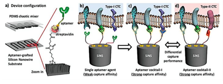 Scheme of an aptamer cocktail based CTC assay. Microfluidic CTC chip is composed of an aptamer-grafted silicon nanowire substrate and an overlaid PDMS chaotic mixer (a) When a single aptamer capture agent was employed, the capture affinity of the device is relatively weak for the lack of synergistic binding (b) By using cocktail capture agents, the synergistic effects among individual aptamers lead to an enhanced capture affinity (c) Different cocktail capture agents are expected to have differential capture performance for CTC subpopulation recognition. (Zhao et al. 2016)