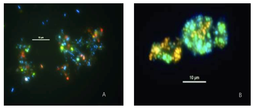 FISH Analysis of Microorganisms