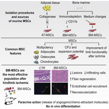 Mesenchymal Stem Cells (MSCs) services