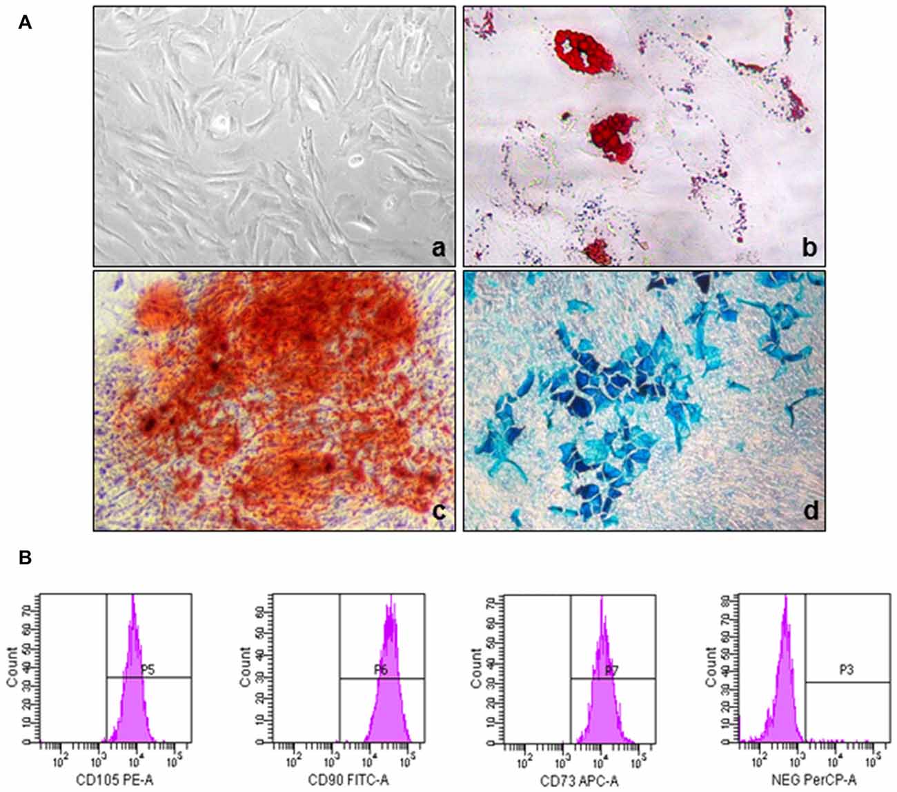 Phenotypic and functional characterization of MSCs.