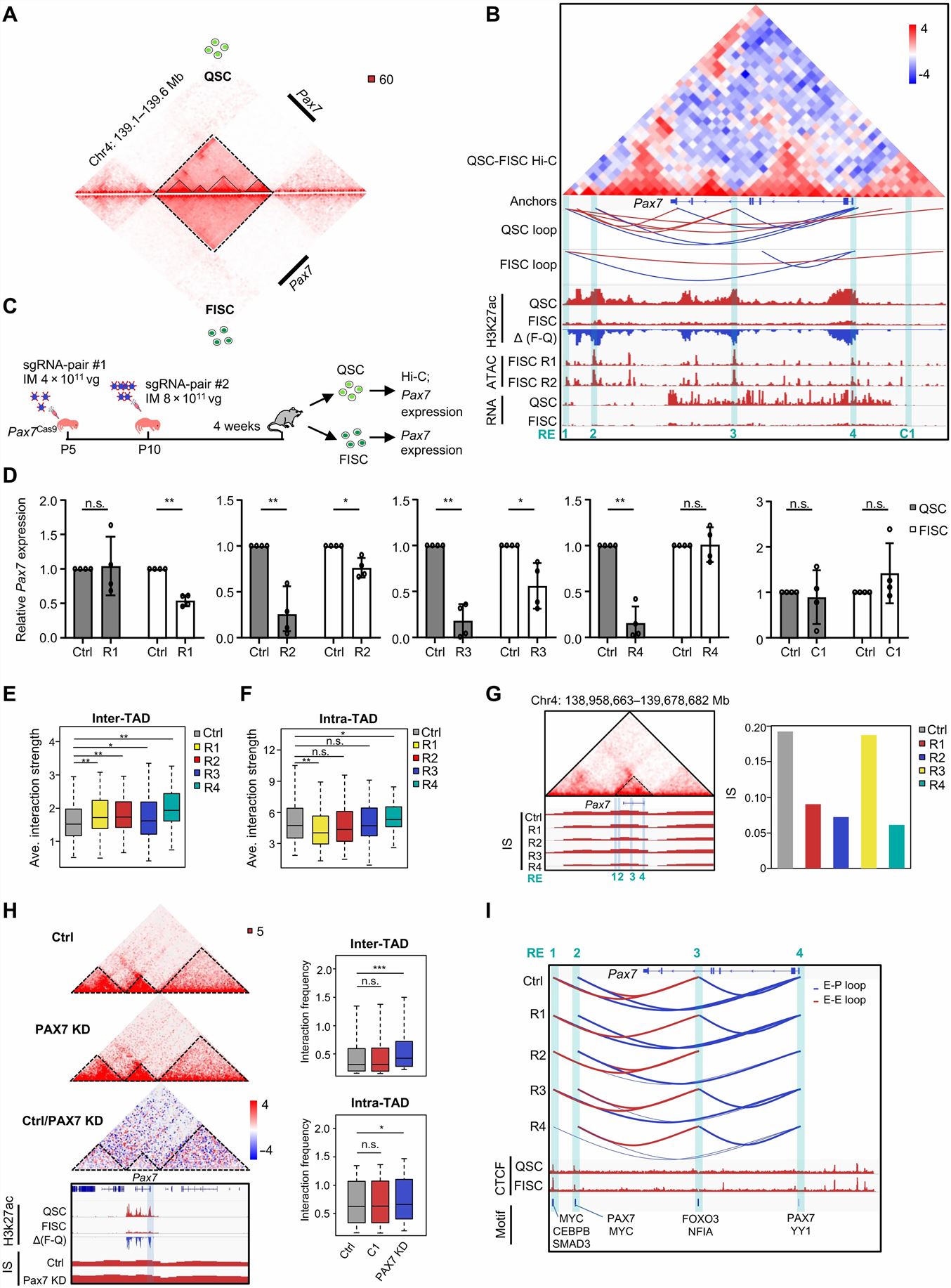 Left: 3D regulatory interactions orchestrate Pax7 expression dynamics in SC; Right: Multiscale analysis of 3D genome during mouse SC aging.