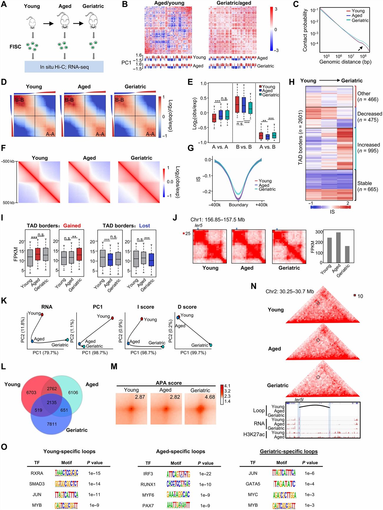 Left: 3D regulatory interactions orchestrate Pax7 expression dynamics in SC; Right: Multiscale analysis of 3D genome during mouse SC aging.