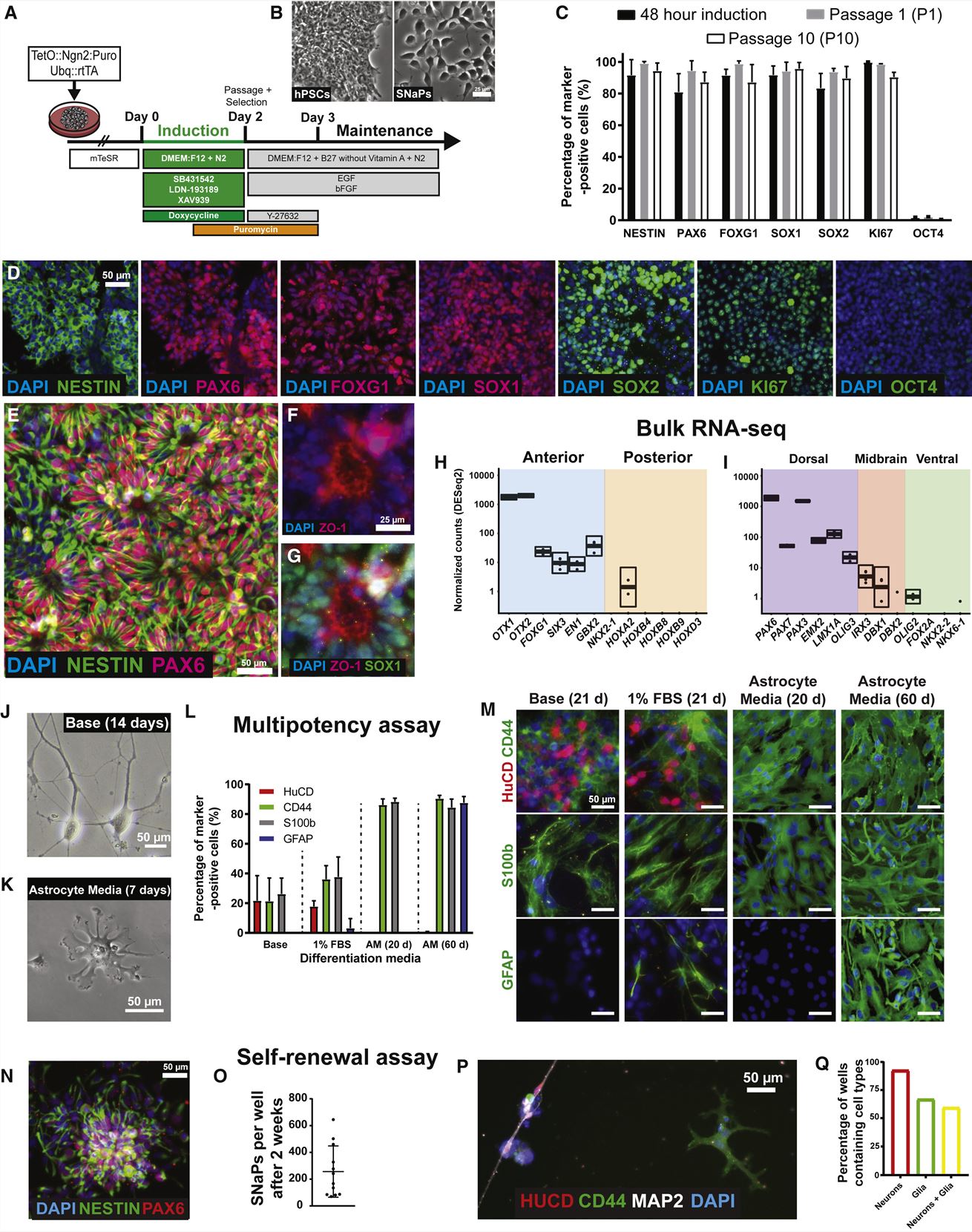 Left: scRNA-seq characterization of human iPSC village; Right: Rapid induction of stem cell-derived human NPCs.