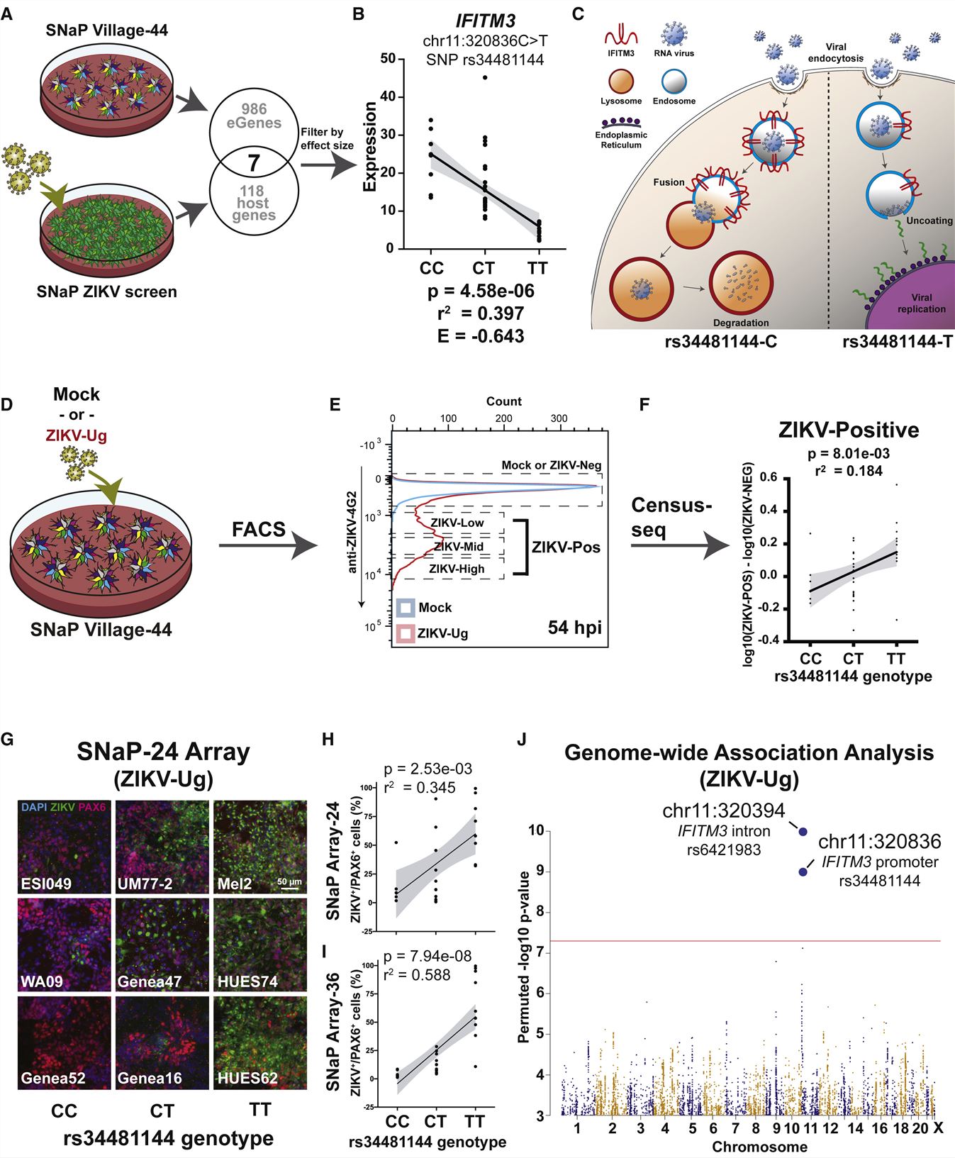 Left: SNaP sensitivity to ZIKV associates to a common SNP in IFITM3. Right: CACHD1 regulates organoid neurogenesis.