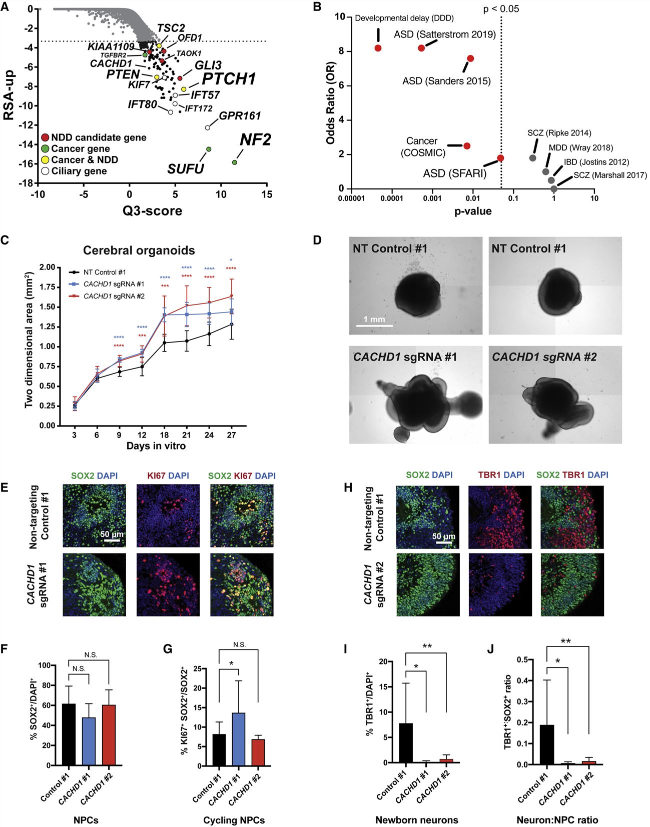 Left: SNaP sensitivity to ZIKV associates to a common SNP in IFITM3. Right: CACHD1 regulates organoid neurogenesis.