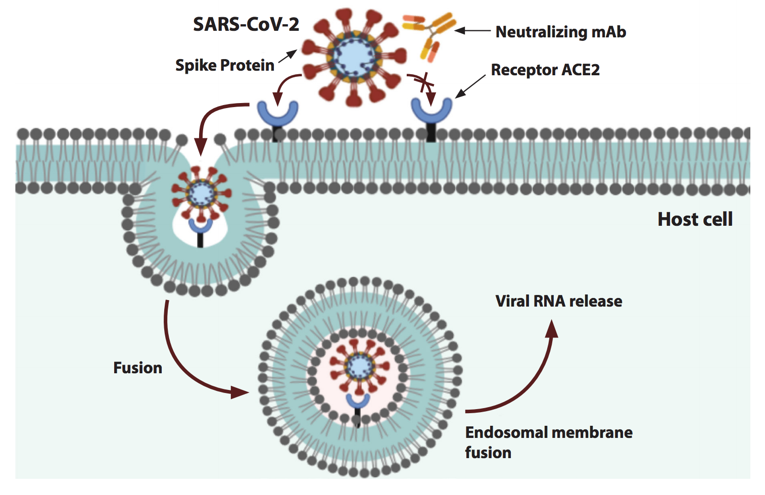 Competition of neutralizing antibodies with ACE2 for binding to the spike protein of SARS-CoV-2.
