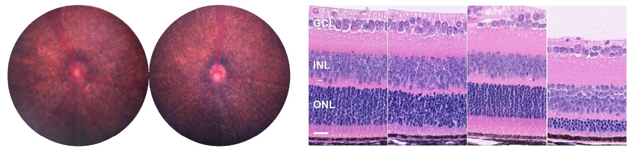 Ocular Disease Models