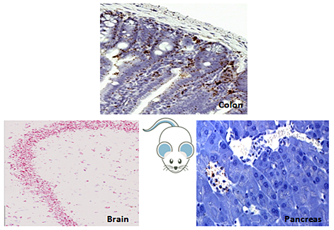 Gene expression analysis for any biomarkers in any tissues in mouse models