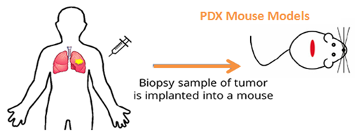 Mouse Model and PDX Analysis (FISH)