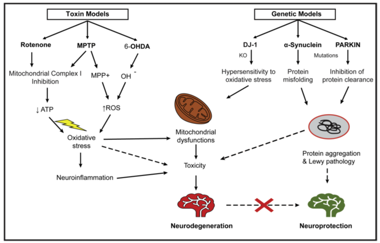 Parkinson's Disease Models