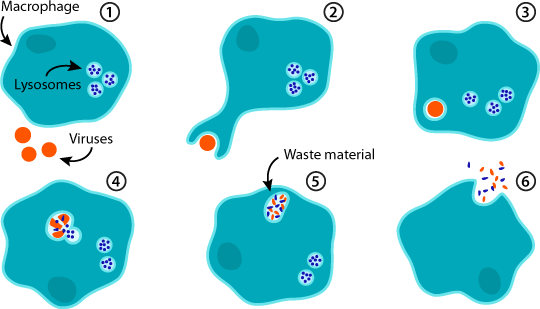 Phagocytosis Assays