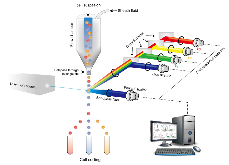 Principle of the Flow Cytometry