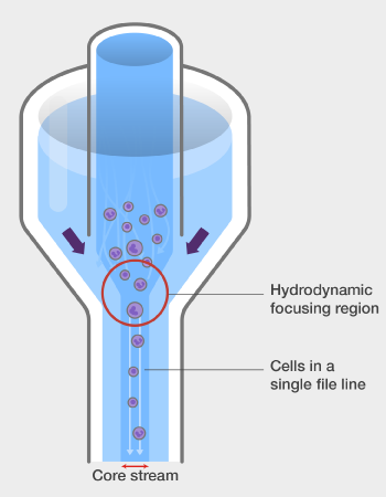 Principle of the Flow Cytometry