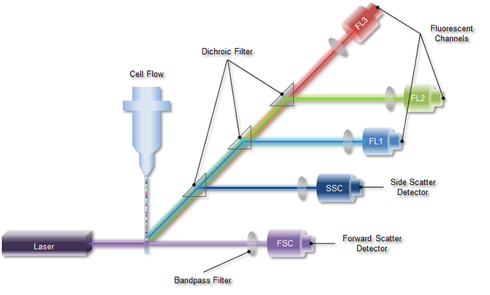 Principle of the Flow Cytometry