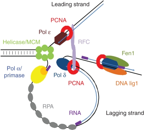 Proliferating Cell Nuclear Antigen (PCNA) Assay