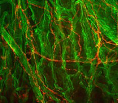 Protein & Antibody Labeling