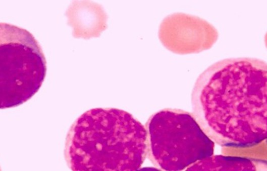 Protocol-for-Plotting-Cell-Proliferation-Curves-1