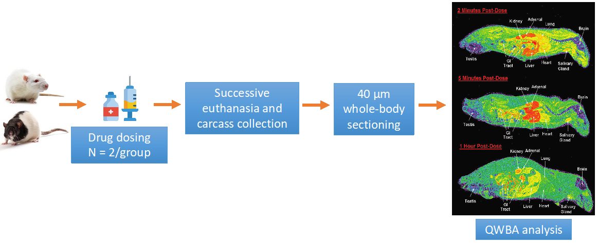 Standard study investigation of quantitative tissue distribution assay